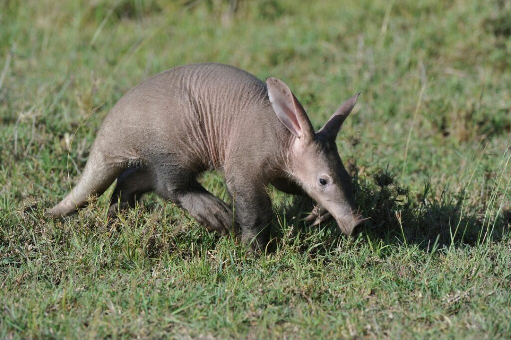 Aardvark 1