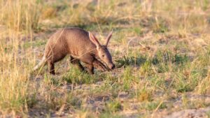 Aardvark 2