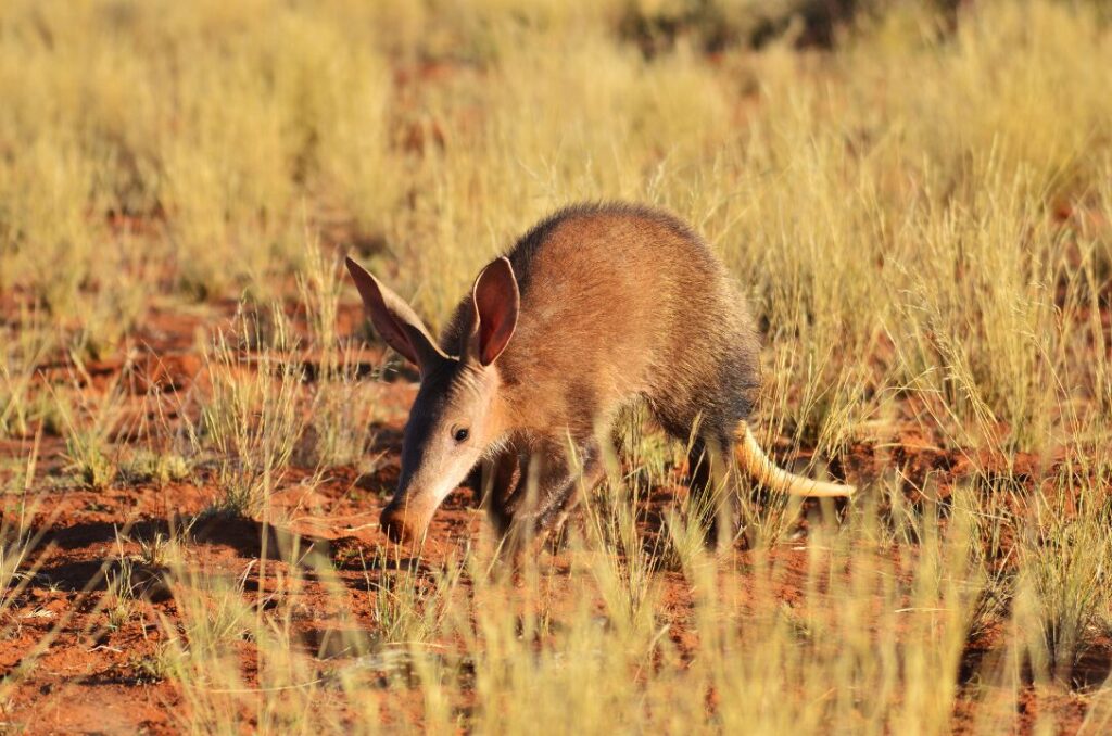Aardvark 3