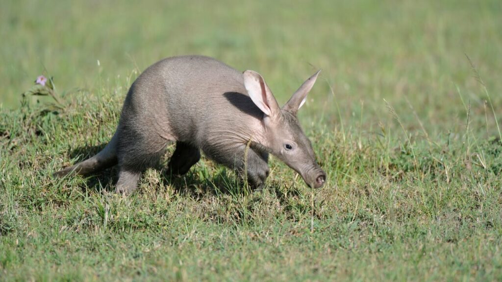 Aardvark 4