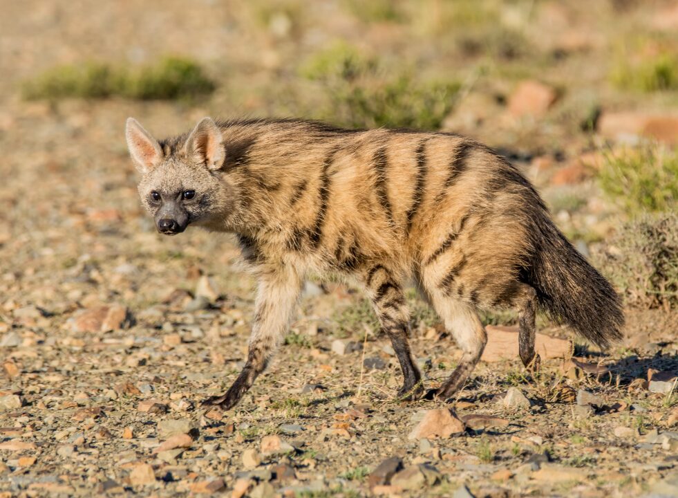 Aardwolf 1