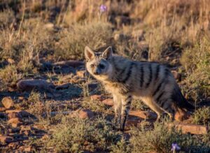 Aardwolf 2