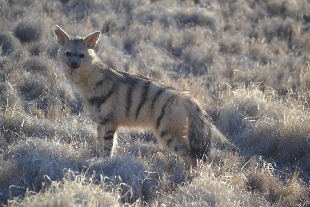 Aardwolf 3