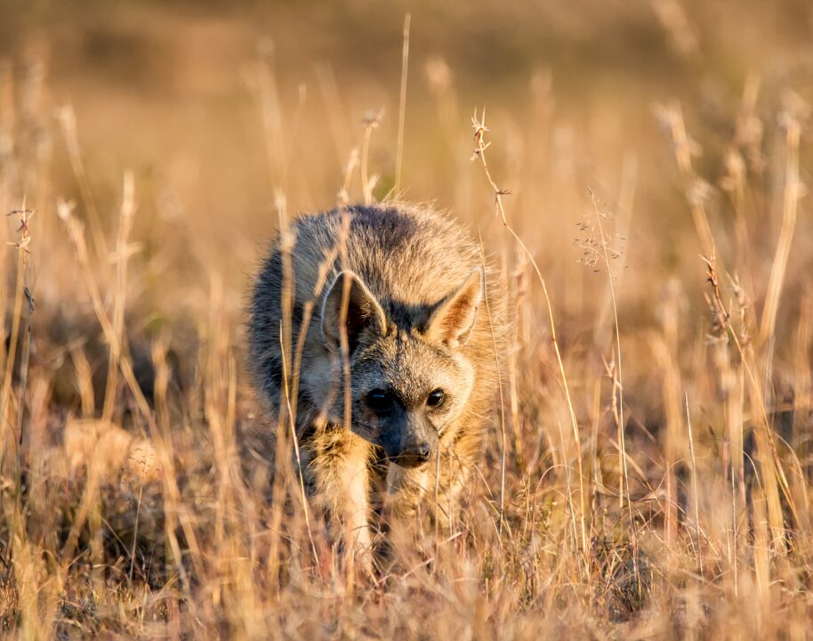 Aardwolf 4