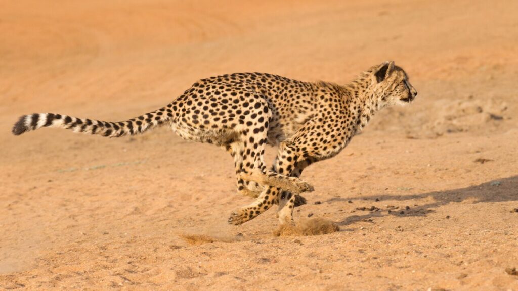 Adult female Cheetah running fast in the Kruger Park South Africa