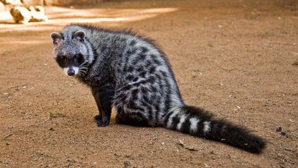 African Civet Sivetkat 1