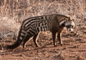 African Civet Sivetkat 2