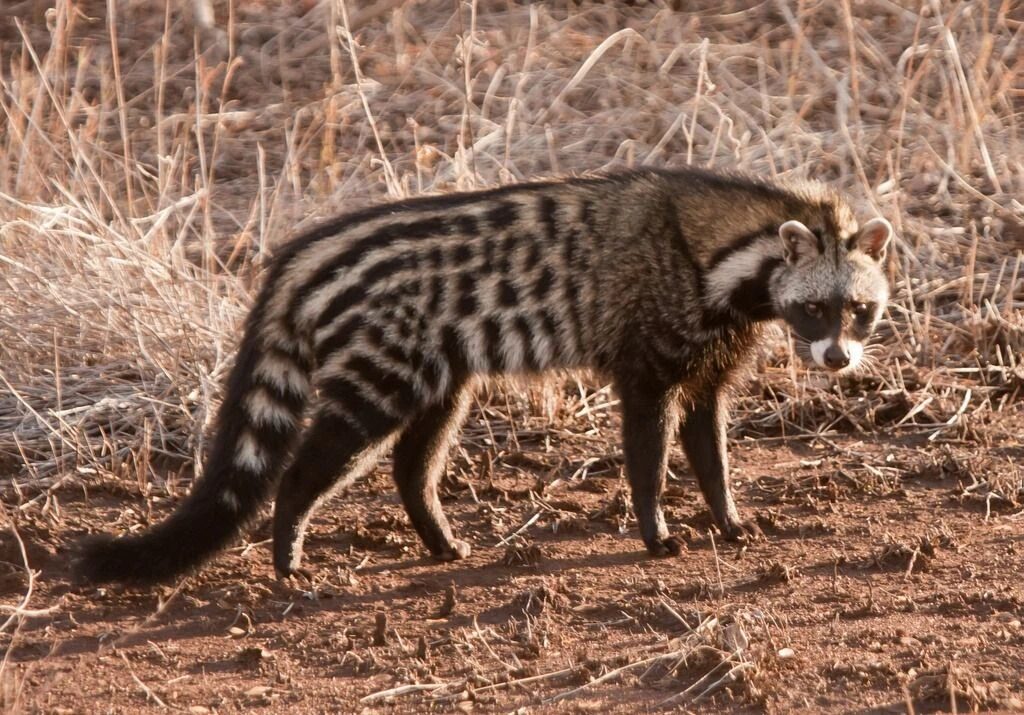 African Civet Sivetkat 2