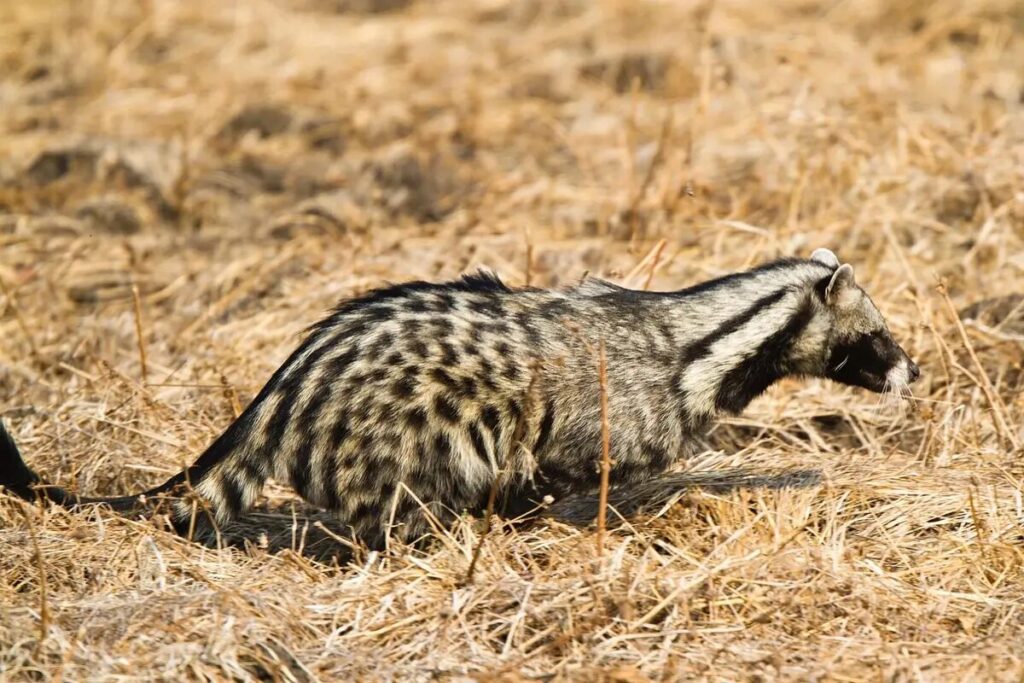 African Civet Sivetkat 3