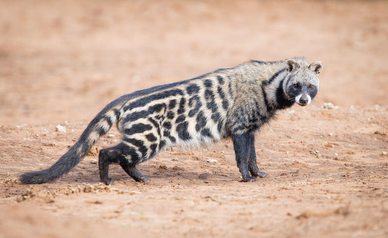 African Civet Sivetkat 4