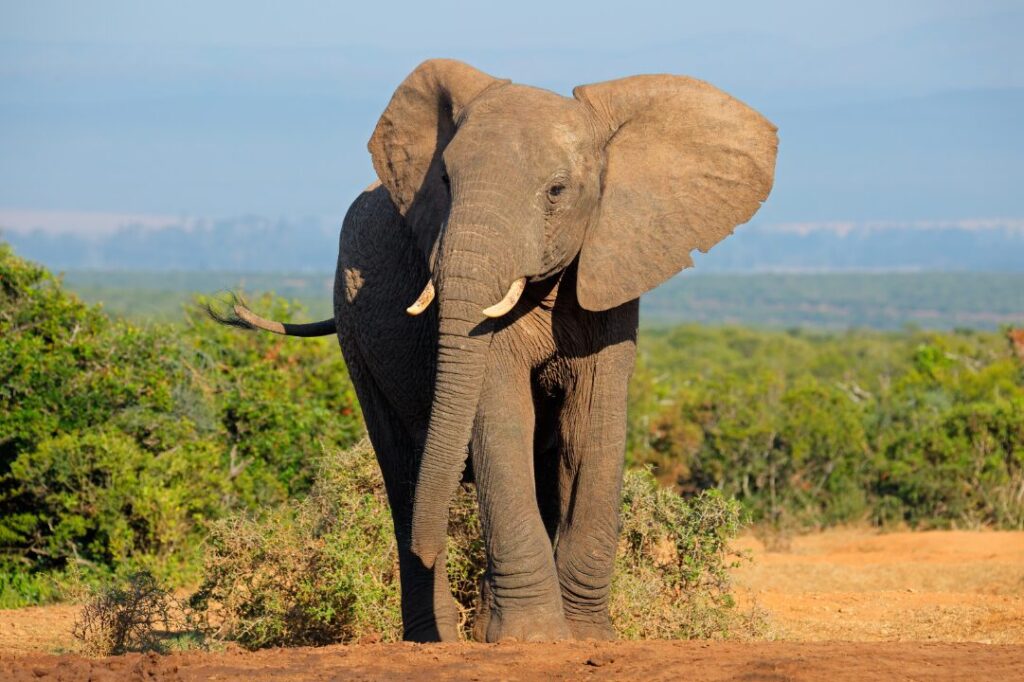 African Elephant 1