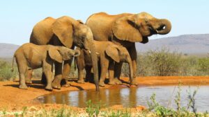 African Elephants Drinking in South Africa