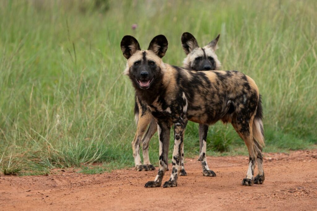 African Wild Dog 1