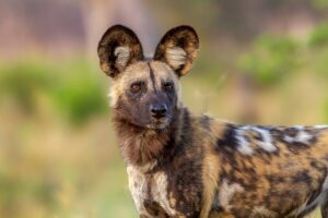 African Wild Dog 2