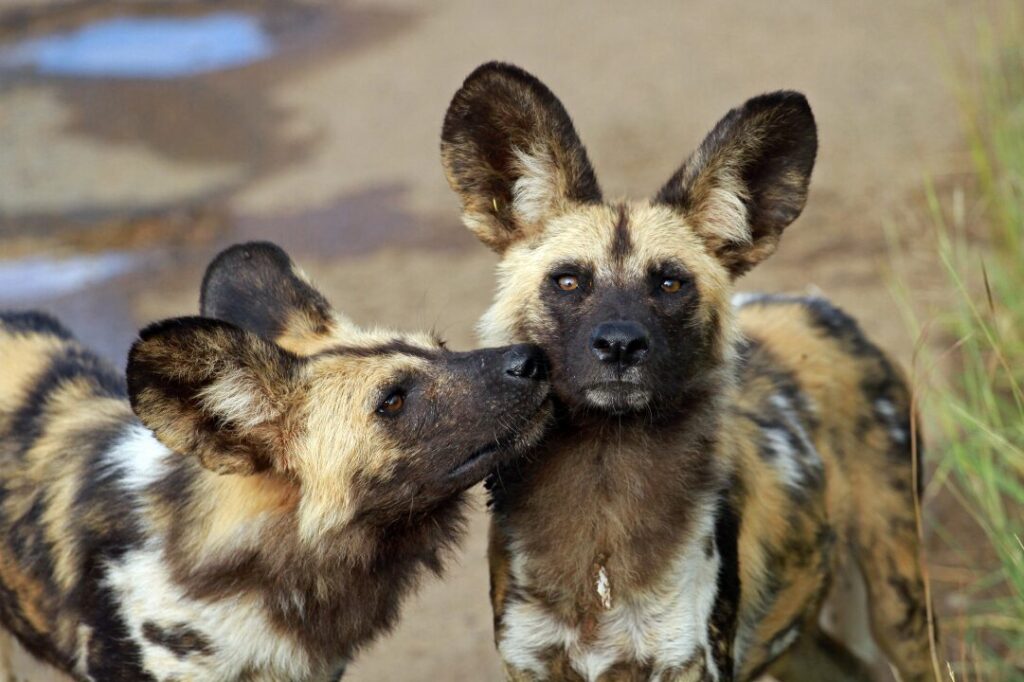 African Wild Dog 3