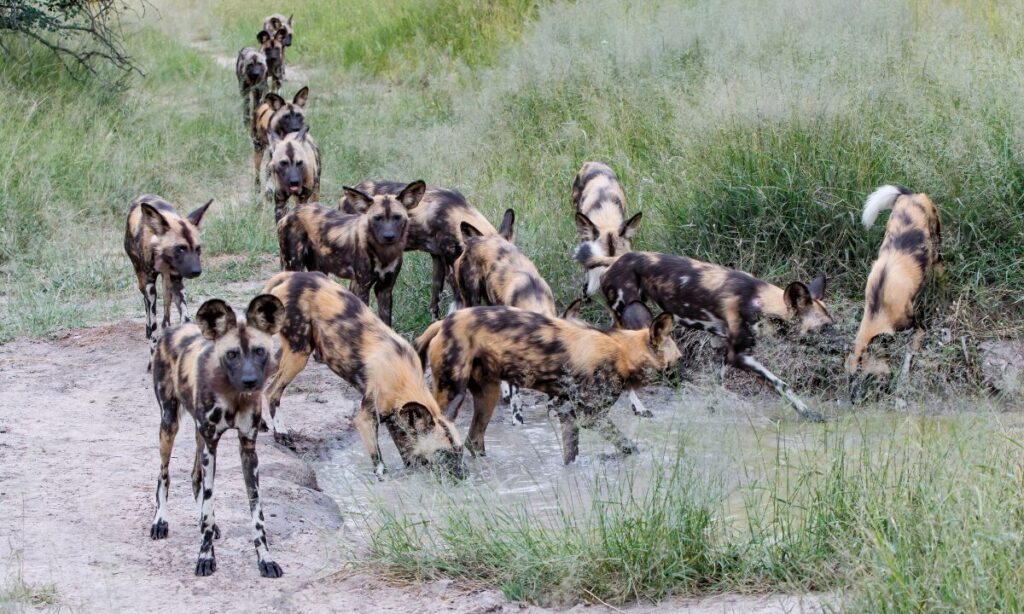 African Wild Dog 4