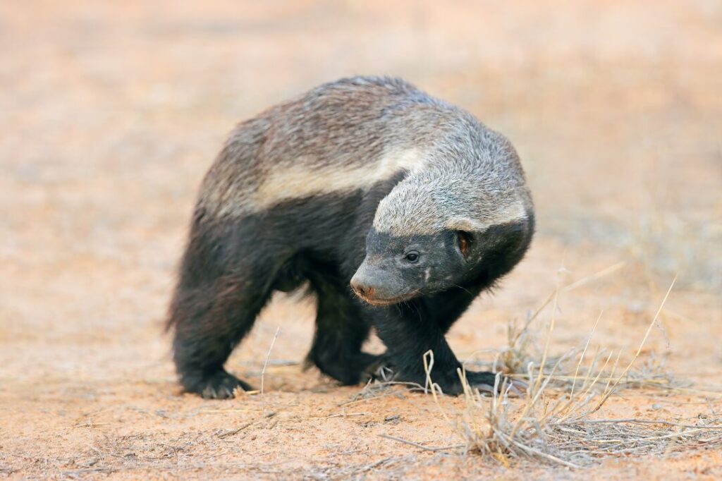 Alert honey badger, Kalahari desert, South Africa
