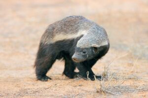 Alert honey badger, Kalahari desert, South Africa