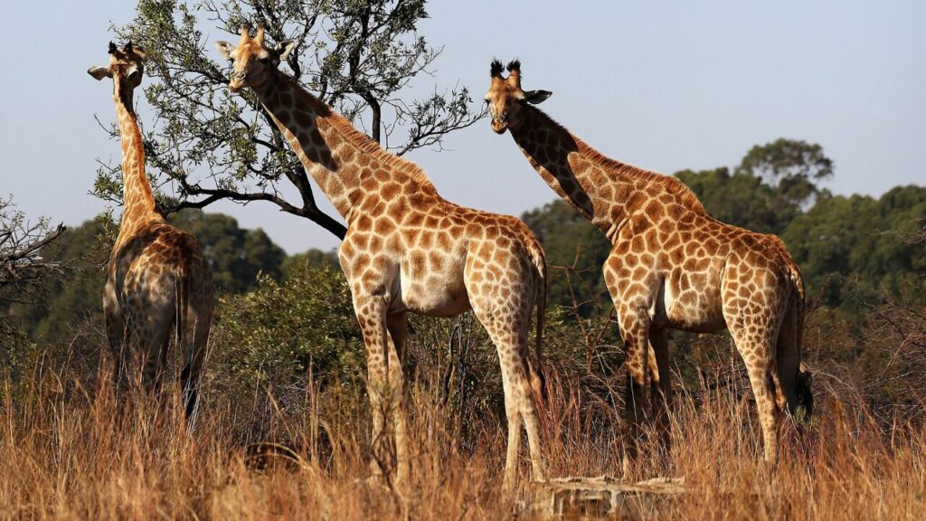 Askari Game Reserve South Africa 2014
