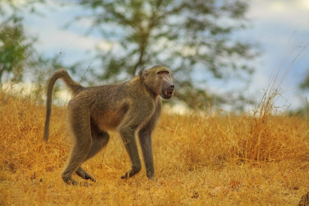 Baboon South Africa