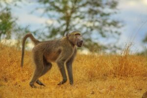 Baboon South Africa