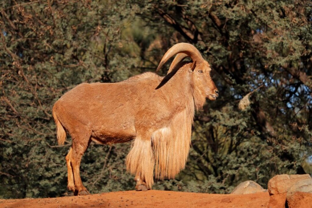 Barbary Sheep Northern Africa