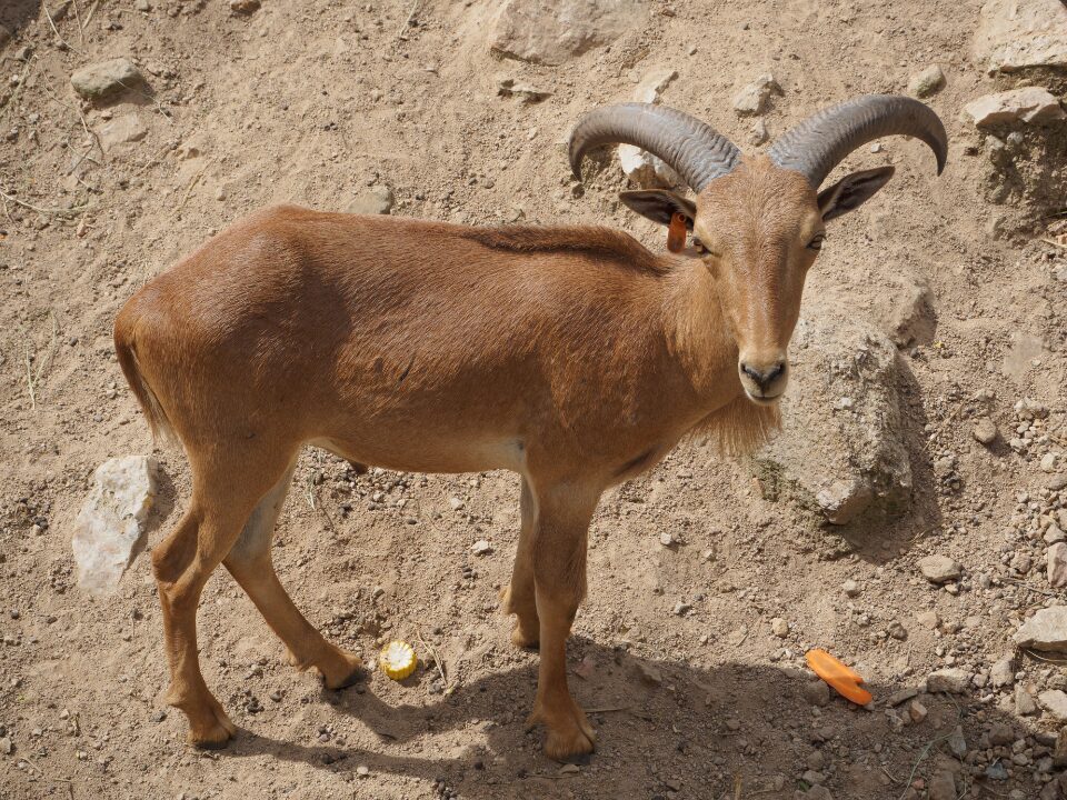Barbary sheep 1