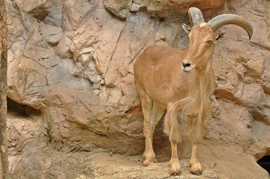 Barbary sheep 2