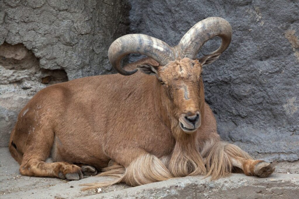 Barbary sheep (Ammotragus lervia)