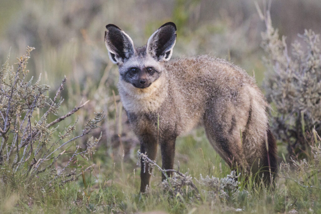 Bat eared fox Bakoorjakkals 1