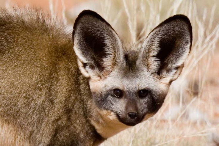 Bat eared fox Bakoorjakkals 2