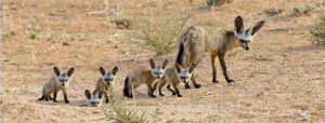 Bat eared fox Bakoorjakkals 3