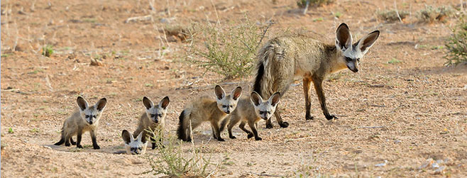 Bat eared fox Bakoorjakkals 3