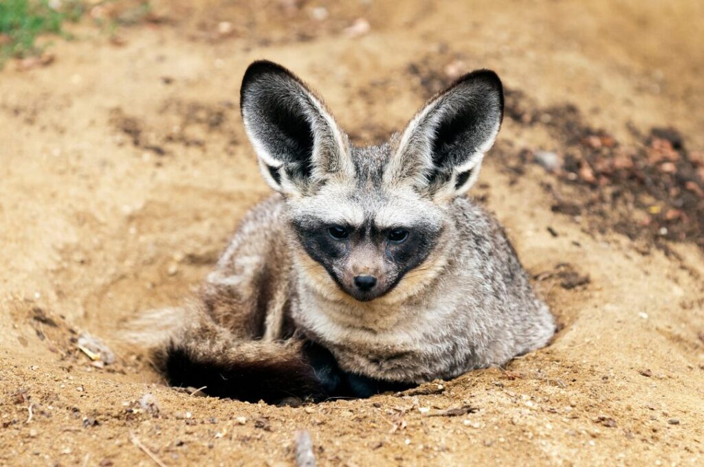 Bat eared fox Bakoorjakkals 4