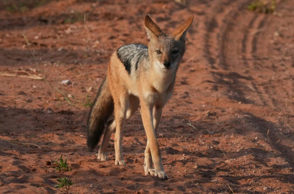 Black Backed Jackal Strolling in Sunlit Savanna