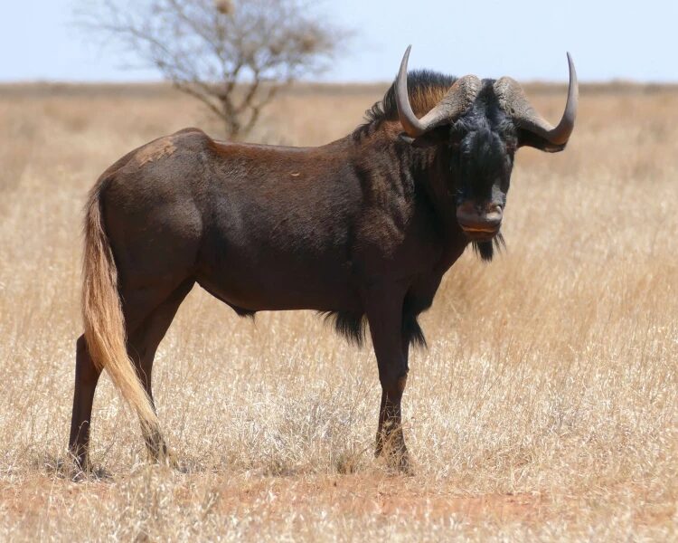 Black Wildebeest 1