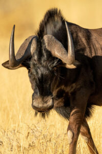 Black Wildebeest 2