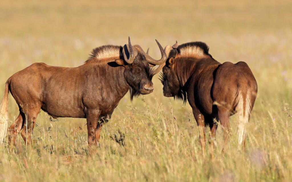 Black Wildebeest 3