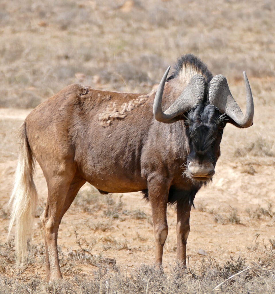 Black Wildebeest 4