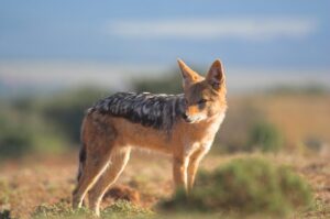 Black backed jackal