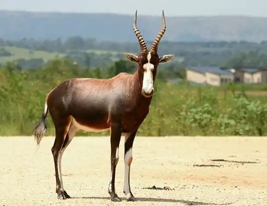 Blesbok 1