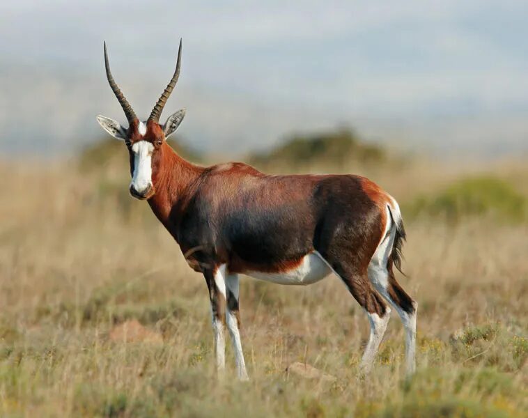 Blesbok 2