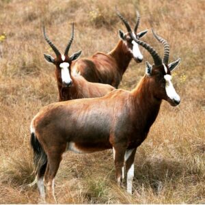 Blesbok 3
