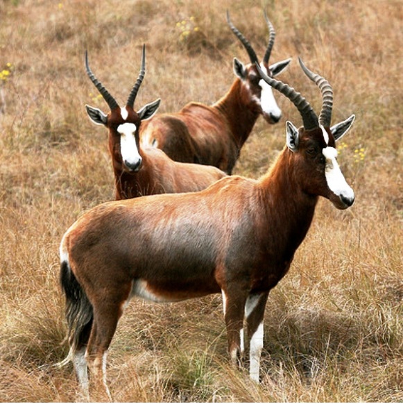 Blesbok 3