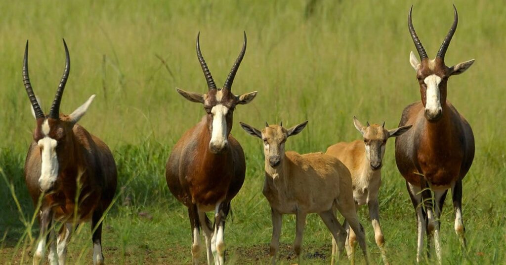 Blesbok 4