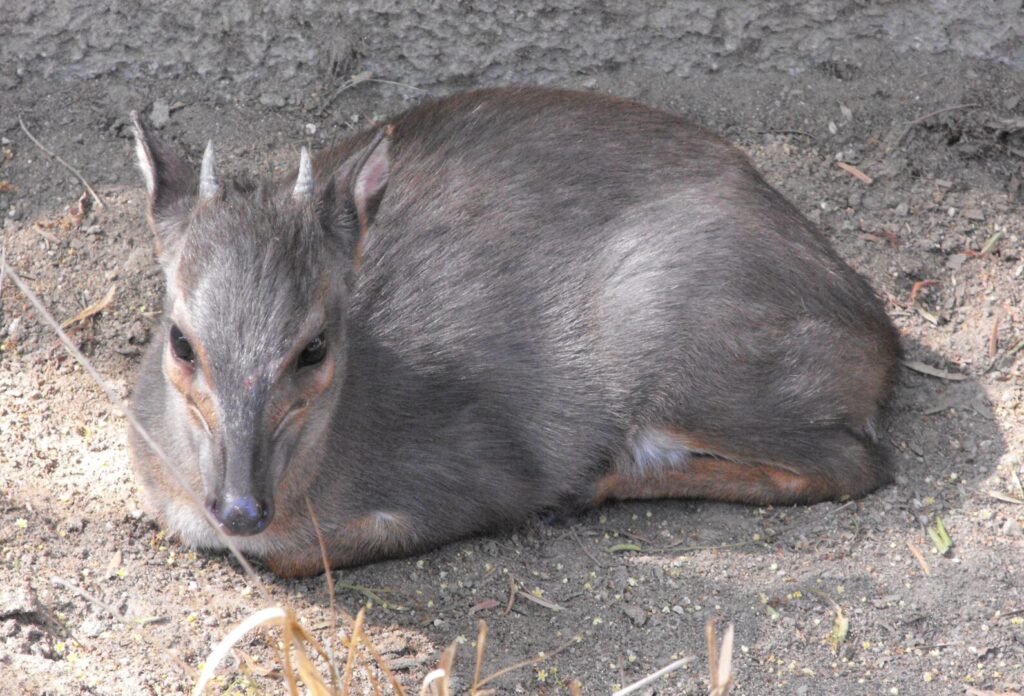 Blue Duiker 1