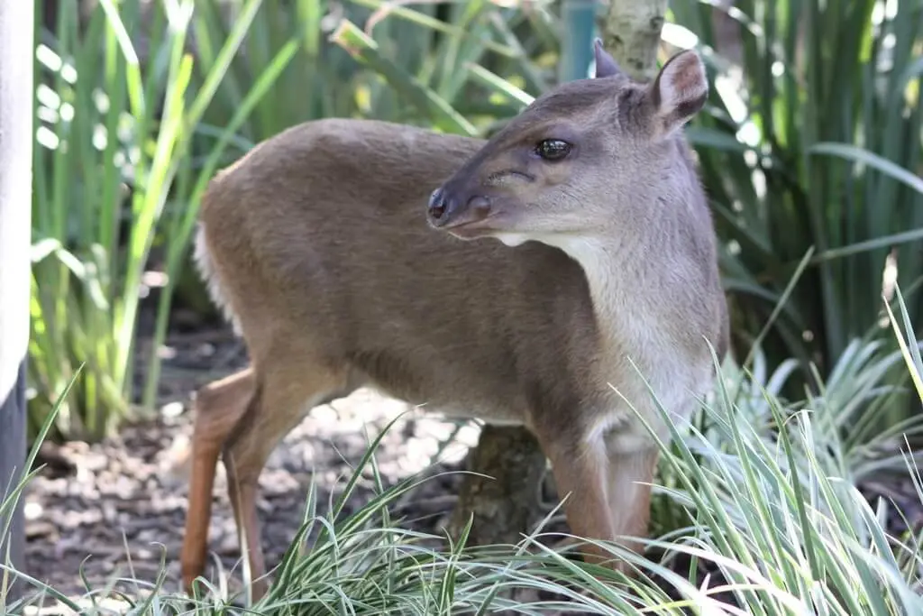 Blue Duiker 2