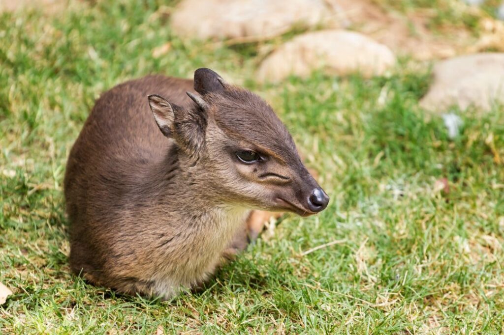 Blue Duiker 3