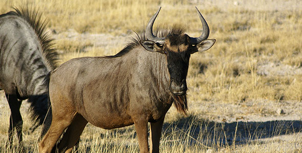 Blue Wildebeest 1