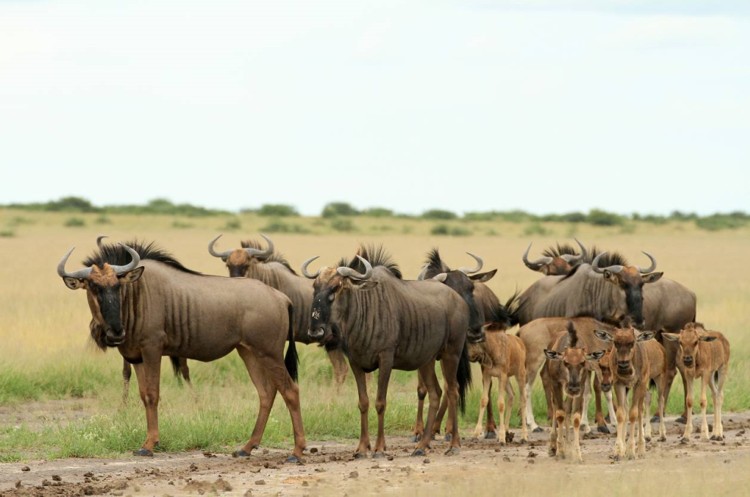 Blue Wildebeest 2
